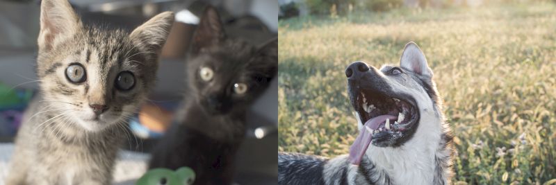 Adottare un cane o un gatto Cane e gatto in attesa di essere adottati