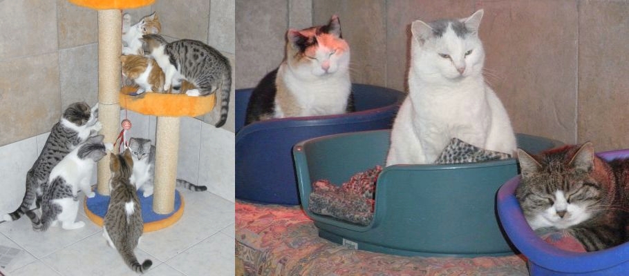 Alcuni dei gatti che aiutiamo