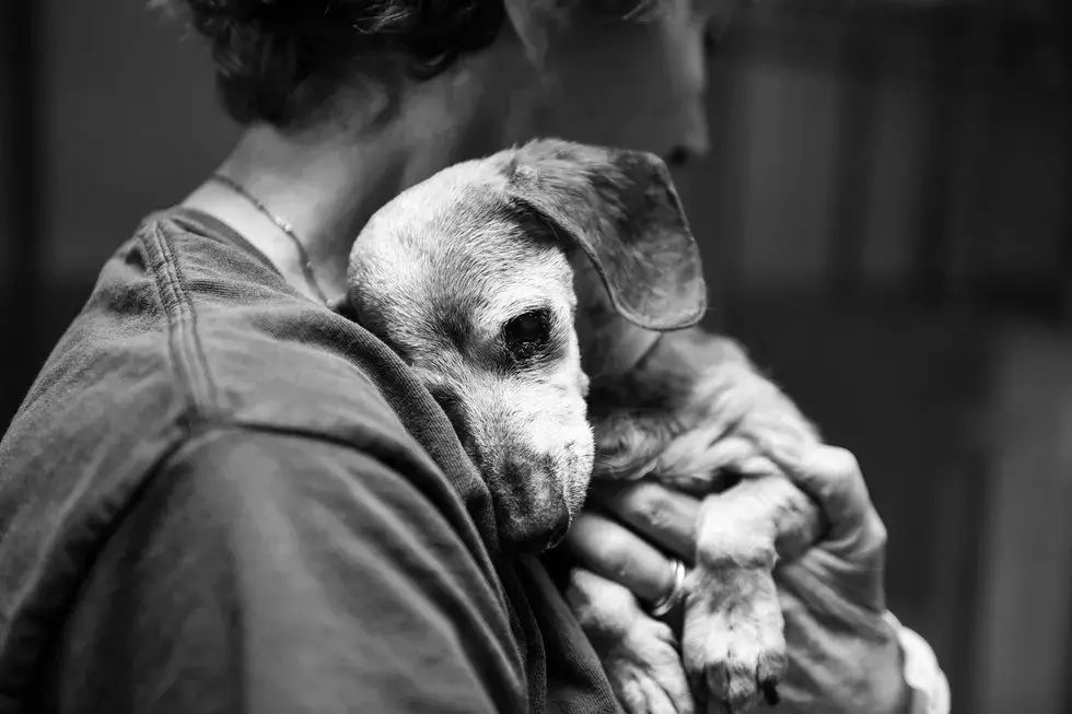 La foto di un abbraccio salva un cane cieco di 18 anni